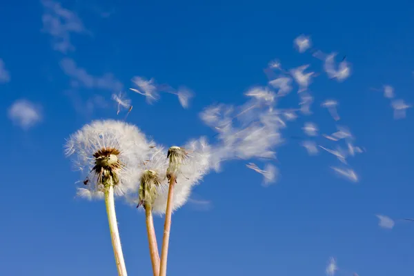 depositphotos_2281234-stock-photo-dandeliions
